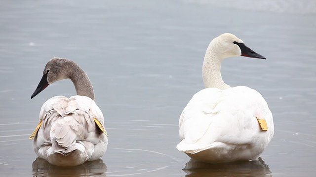 Pair of tagged Trumpeter Swan, Cygnus buccinator
