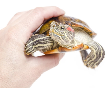 The man is holding pretty yellow-bellied sea turtle in hand