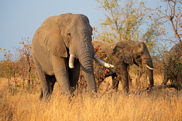 Fototapeta na wymiar Large African bull elephants (Loxodonta africana), Kruger National Park, South Africa.