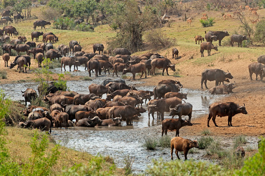 Large herd of African buffaloes (Syncerus caffer) at a river, Kruger National Park, South Africa.