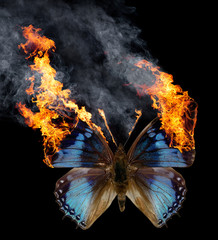 burning butterfly