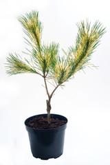 Pinus densiflora Oculus Draconis - pine tree in a pot
