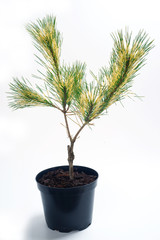 Pinus densiflora Oculus Draconis - pine tree in a pot