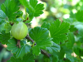 Fototapeta premium Green gooseberries