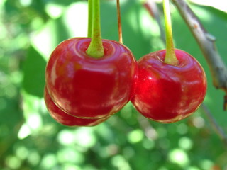Cherry berries on a tree branch