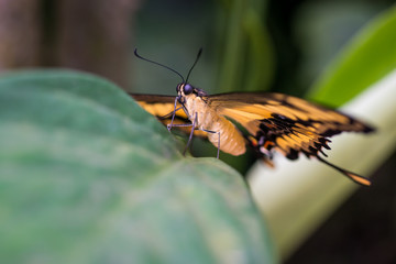 Schmetterling Macro Aufnahme