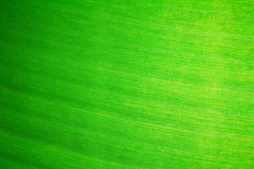 The beauty of a banana leaf Once in the sun