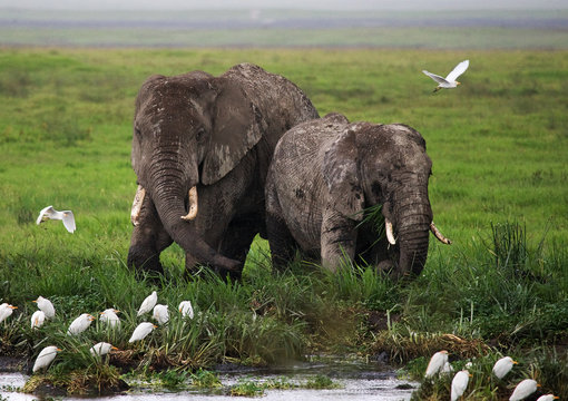 Two elephants in Savannah. Africa. Kenya. Tanzania. Serengeti. Maasai Mara. 
