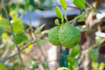 close up Bergamot on Tree.