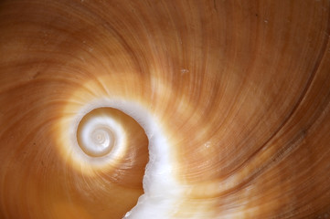 Polinices, a genus of predatory sea snails in the family Naticidae