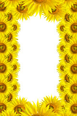 Sunflower Background for presentation/Sunflo wer Background