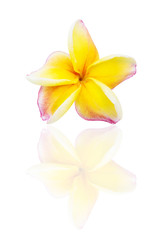 Frangipani flower isolated on white