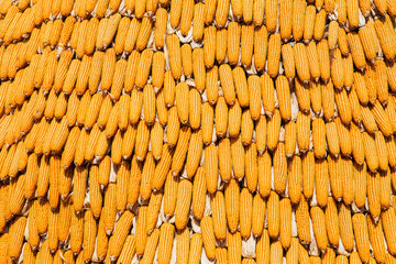 Corns for animal feeding