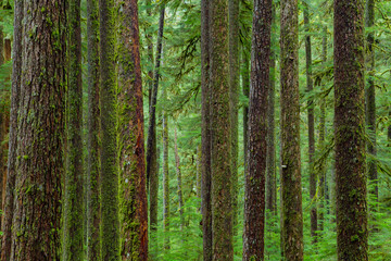 Rain Forest in Oregon