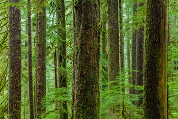 Rolgordijnen Rain Forest in Oregon © aiisha