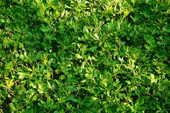 Muro verde - Pitosforo