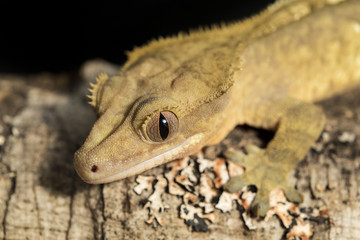 New Caledonian crested gecko on a branch