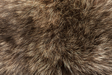 fur with long pile background