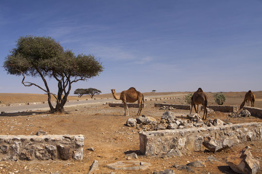 Camels in Dhofar, Oman
