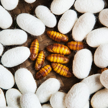 Closeup of Silkworm pupae, Life cycle of Silkworm