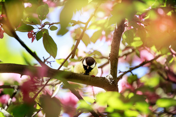 Spring. Tit sitting on a branch of apple blossoms.