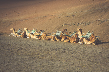 Caravan of camels in the desert on Lanzarote in the Canary Islan
