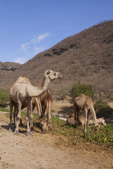 Camels in Dhofar, Oman