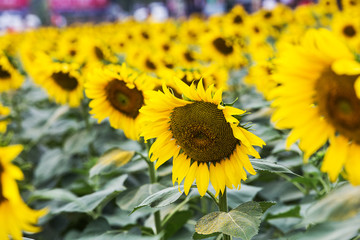 Fototapeta premium sunflower