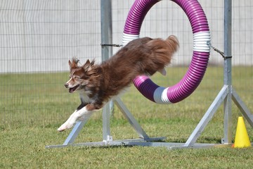 Border Collie at a Dog Agility Trial