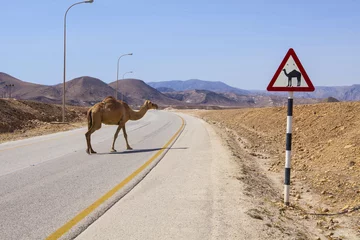 Photo sur Plexiglas Chameau Camels on the road near Al Mughsayl.
