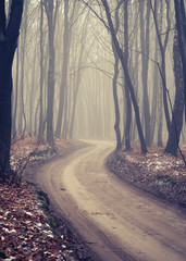 Fototapety  Leśna droga z ciemnymi drzewami w mglisty późny jesienny dzień
