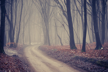 Forest road with dark trees on foggy late autumn day