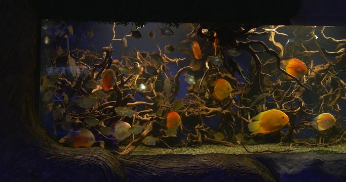 Discuses, Yellow Fishes, and Metynnis Argenteus Among The Water Plants in Aquarium Distantly