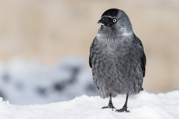 Jackdaw (Corvus monedula) in the snow
