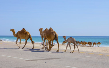 Camels on the road near Al Mughsayl.