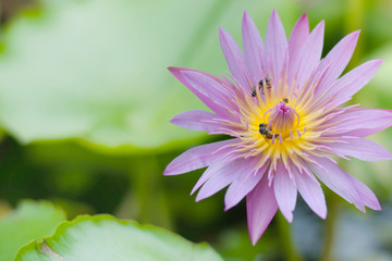 Obraz premium water lily, lotus