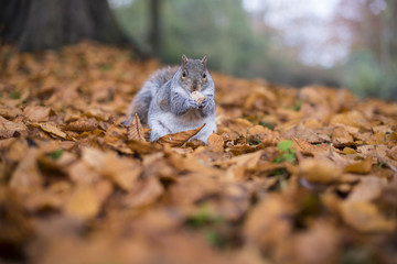 Naklejka na ściany i meble Autumn Squirrel