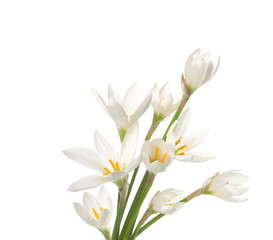 White lilies ' bunch isolated on white. Studio shot