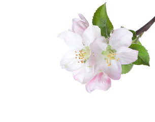 Fototapeta na wymiar Closeup of blooming apple twig isolated on white. Focus on near flower.