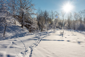Photo of the winter forest. Trees covered with snow. Winter landscape, blue sky, bright sunny day. Russia.
