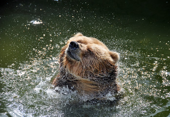 grizzly bear shaking off water to dry off