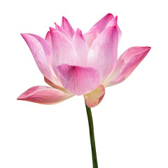 Naklejka na ściany i meble Beautiful lotus(Single lotus flower isolated on white background