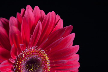 Gerbera