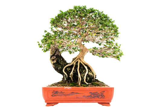 summer bonsai azalea tree