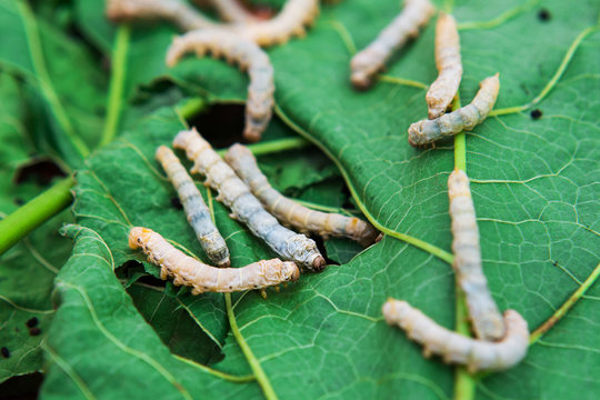 Close up Silkworm eating mulberry green leaf