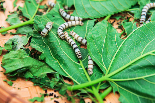 Close up Silkworm eating mulberry green leaf
