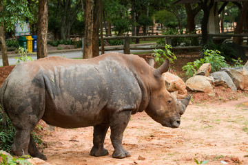 A close up photo of an endangered white rhino's face,horn and eye.