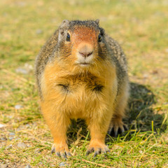 Fototapeta na wymiar Ground squirrel at the Lake Two Jacks in Banff, Canada.
