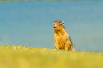 Ground squirrel at the Lake Two Jacks in Banff, Canada.