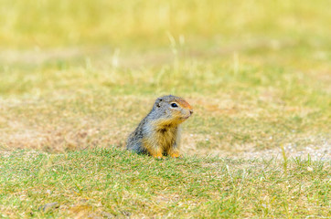 Naklejka na ściany i meble Feeding ground squirrel at the Lightning Lake in Manning Park, British Columbia, Canada.